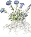 Lori Chips drawing of gentian