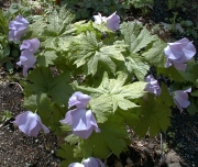 Pam Johnson Glaucidium palmatum