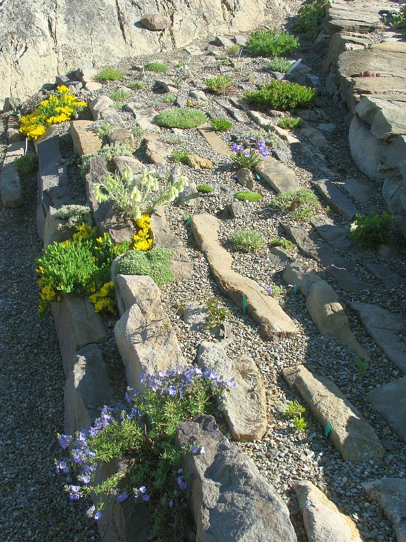 Crevice Garden