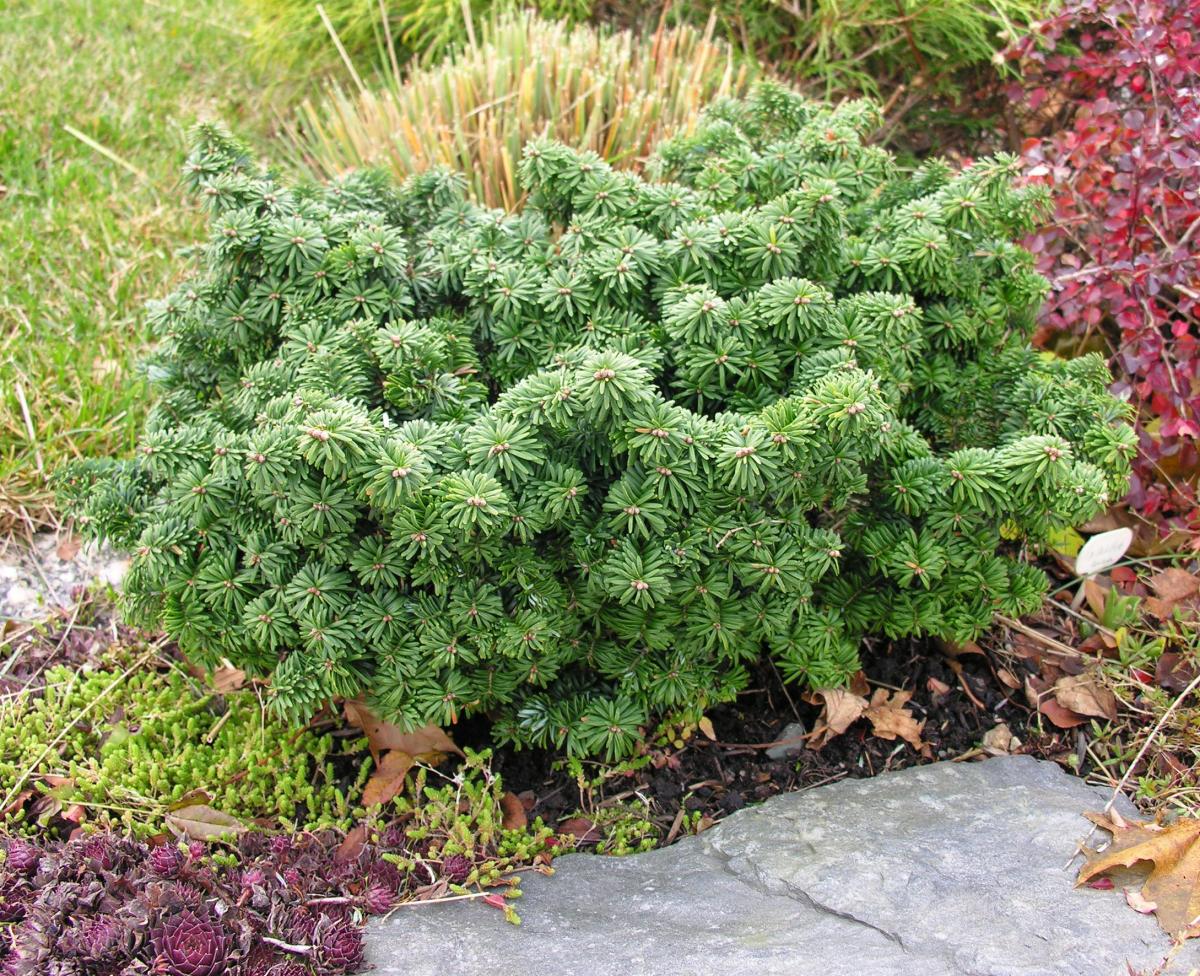 Abies balsamea 'Nana'