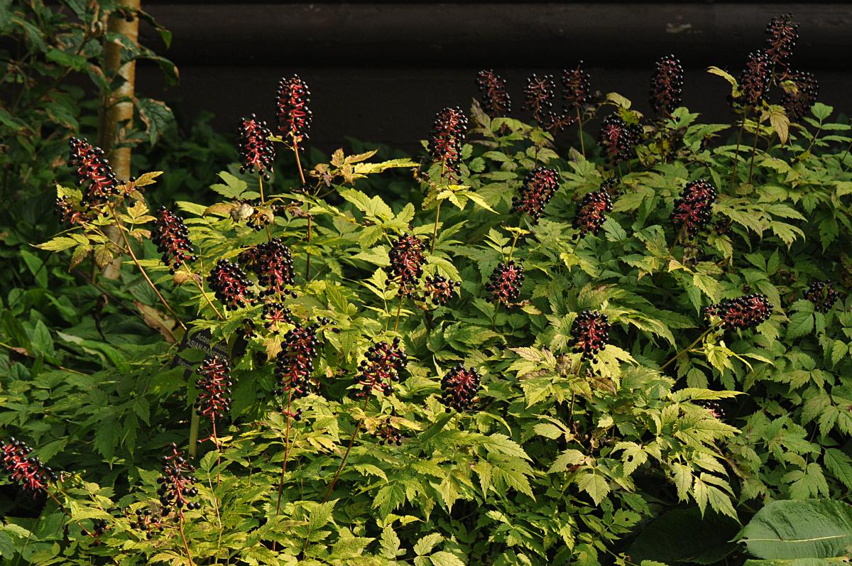 Actaea asiatica