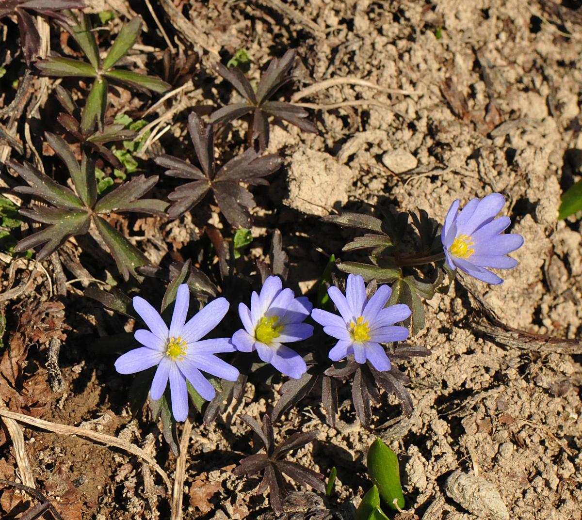 Anemone caucasica