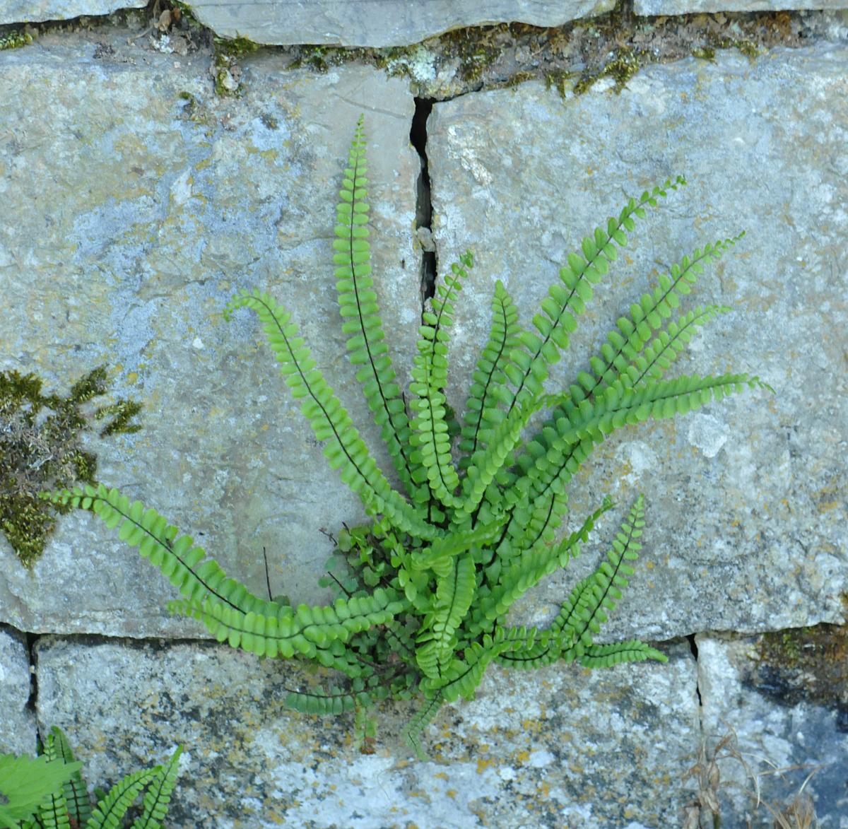 Asplenium trichomanes