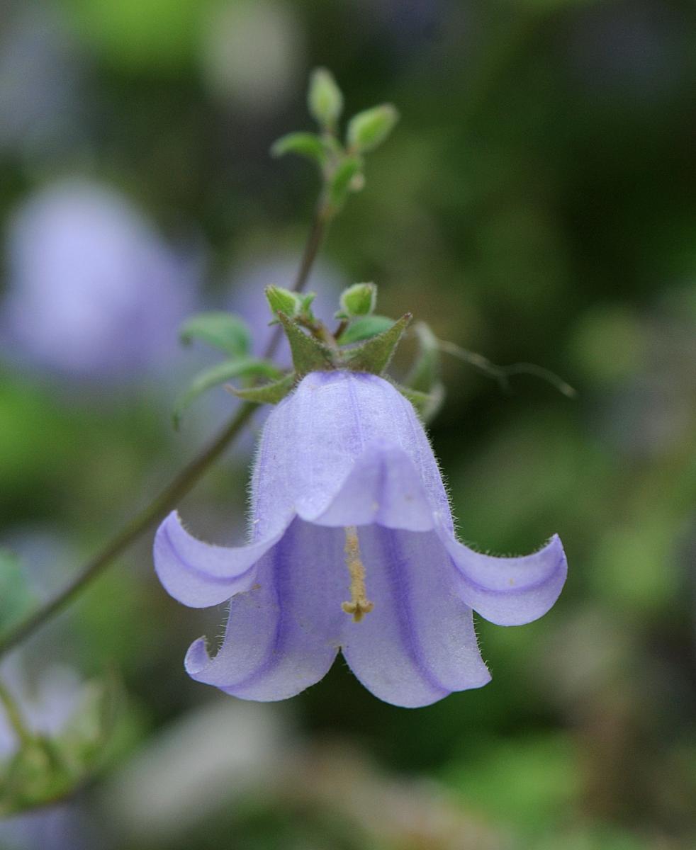 Campanula zangezura; photo by Todd Boland