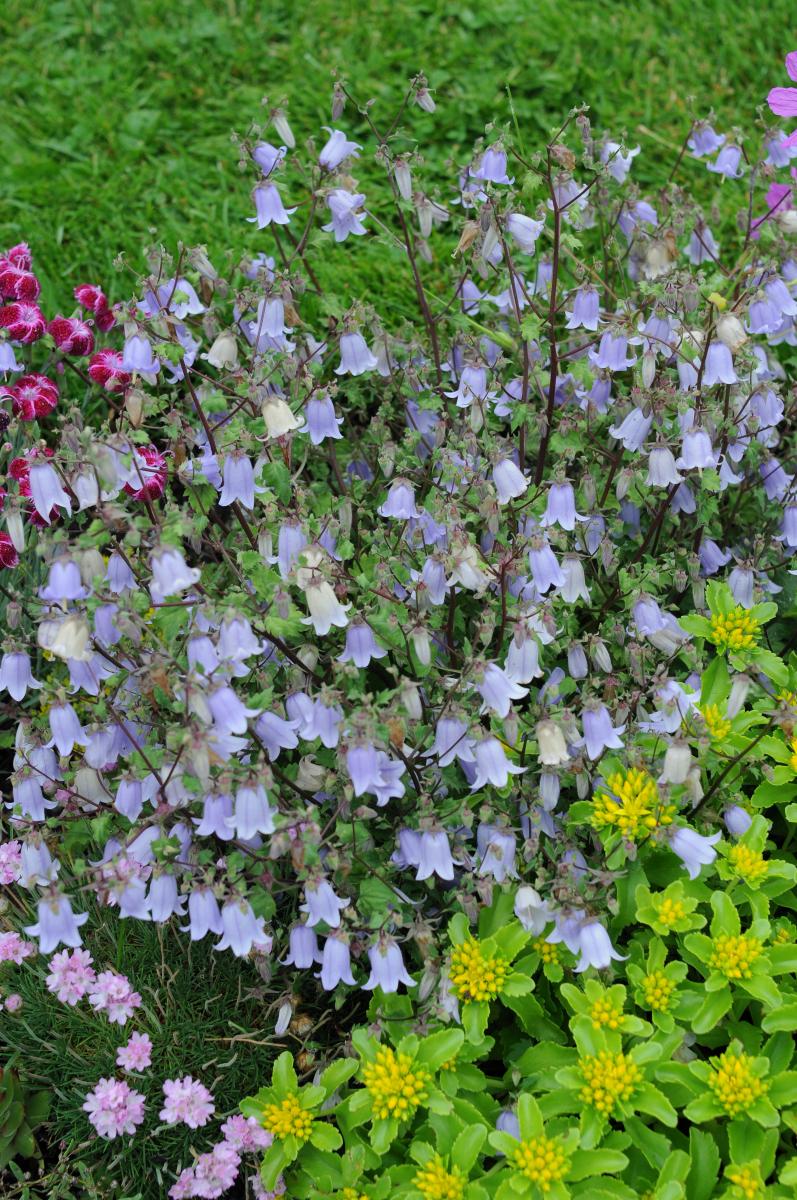 Campanula zangezura; photo by Todd Boland