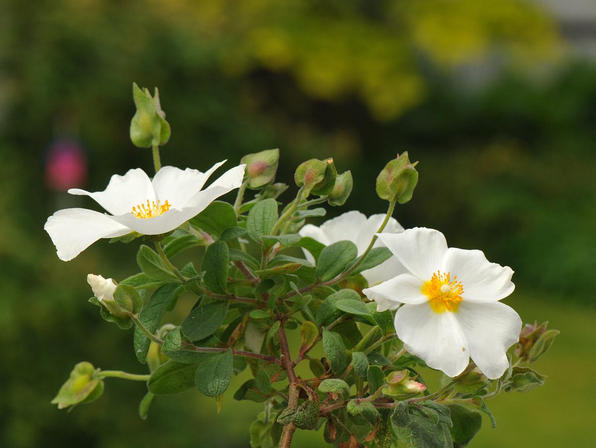 Cistus albanicus