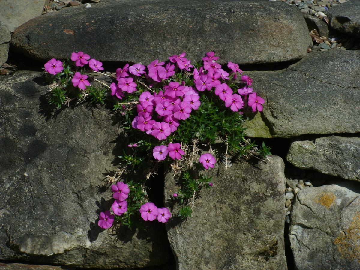 Phlox douglasii