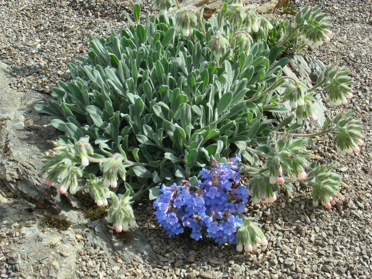 Onosma caerulescens and Penstemon uintahensis