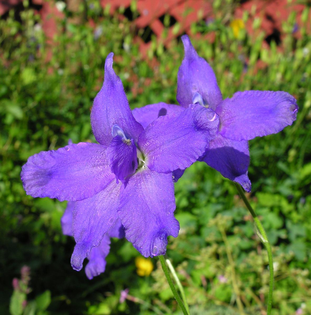 Delphinium pachycentrum; photo by Todd Boland