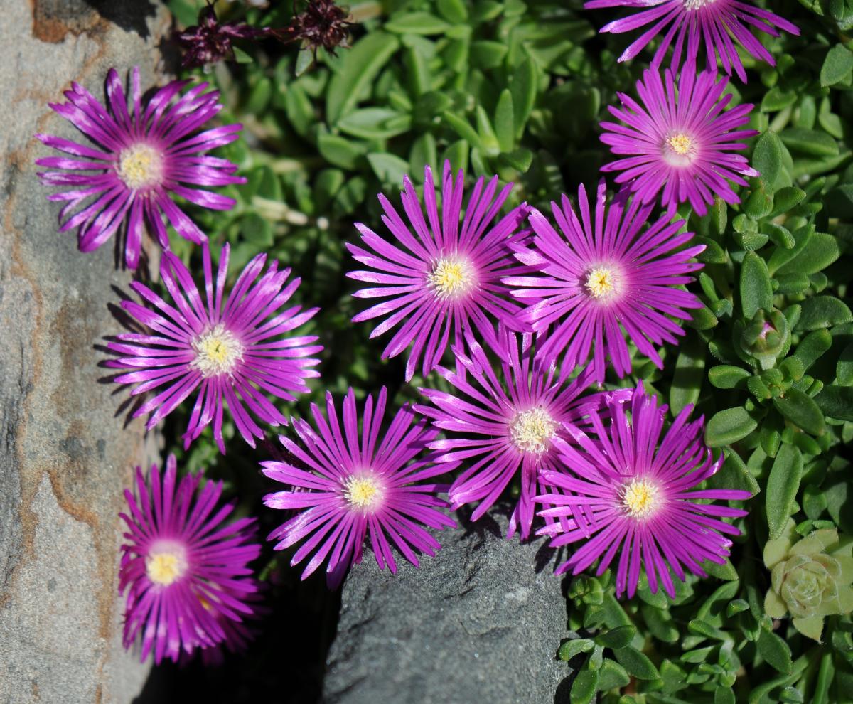 Delosperma 'John Profitt'