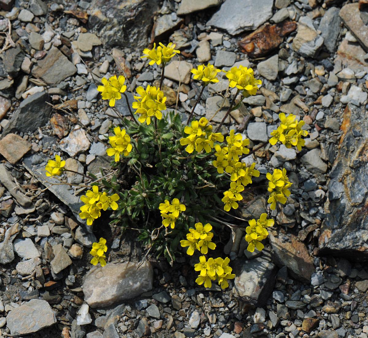 Draba incerta