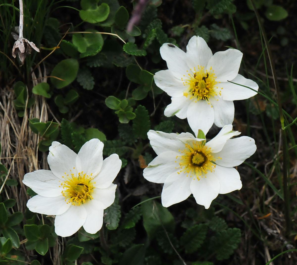 Dryas octopetala