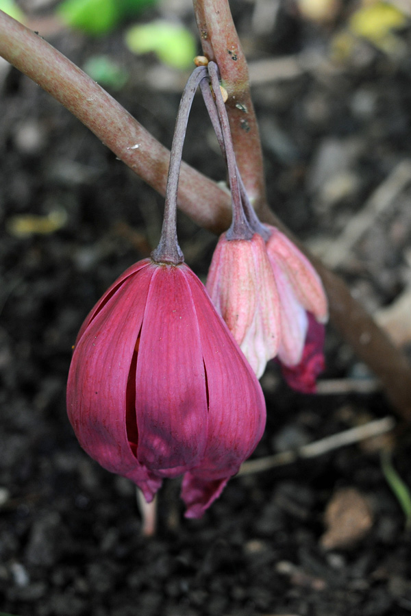 Close-up of flowers; photo by Todd Boland