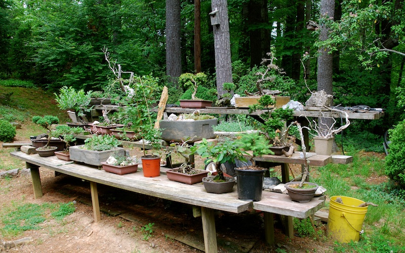 Bonsai Collection