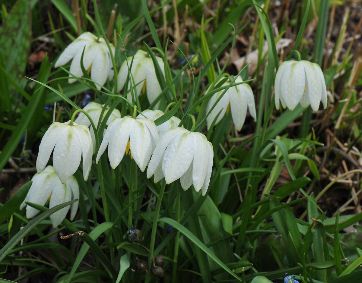 Fritillaria meleagris 'Alba'