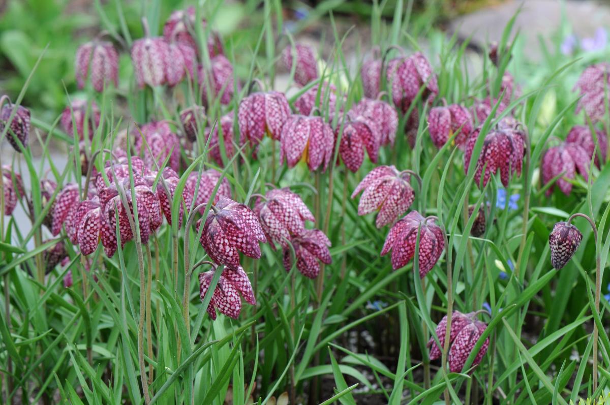 Fritillaria meleagris