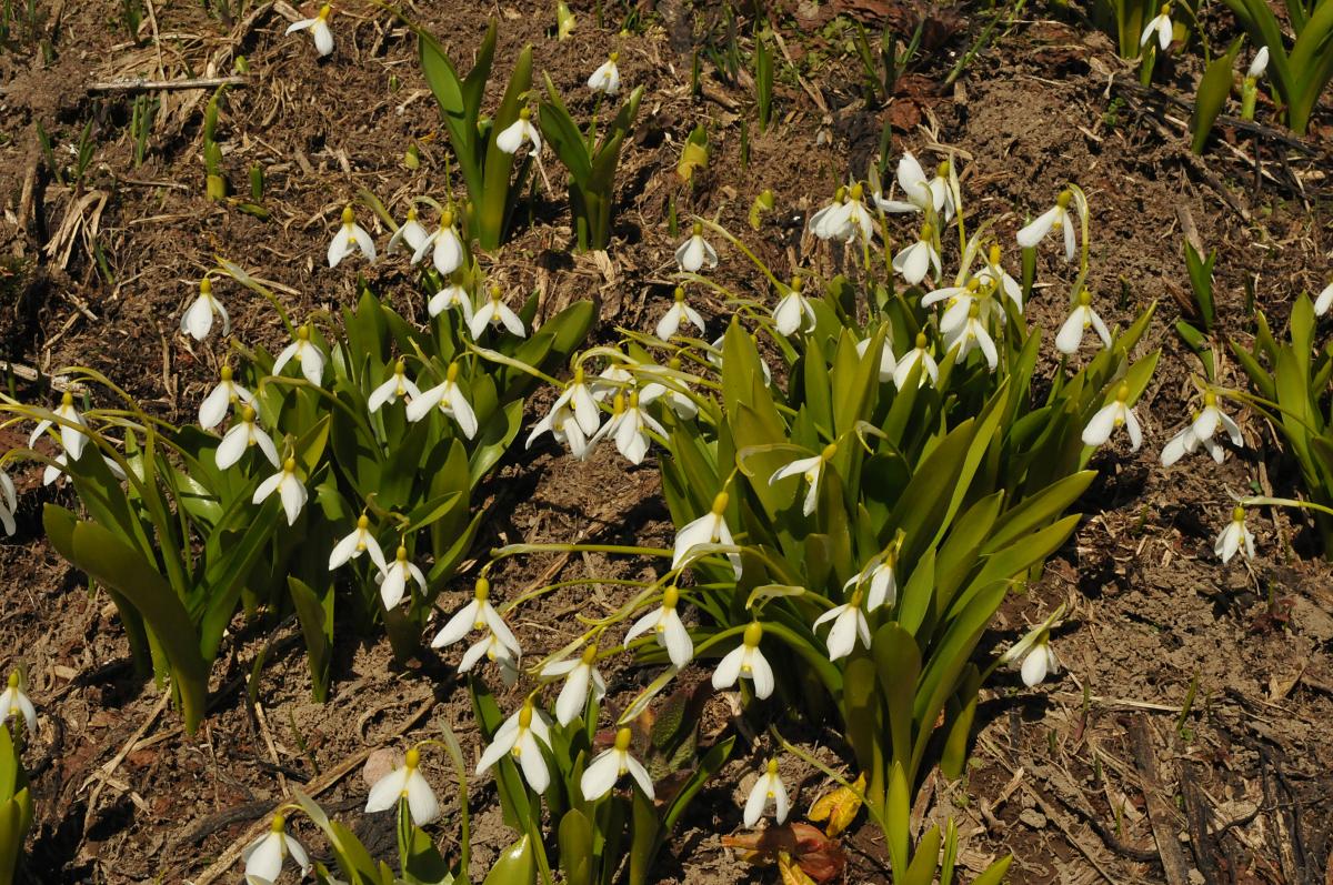 Galanthus platyphyllus