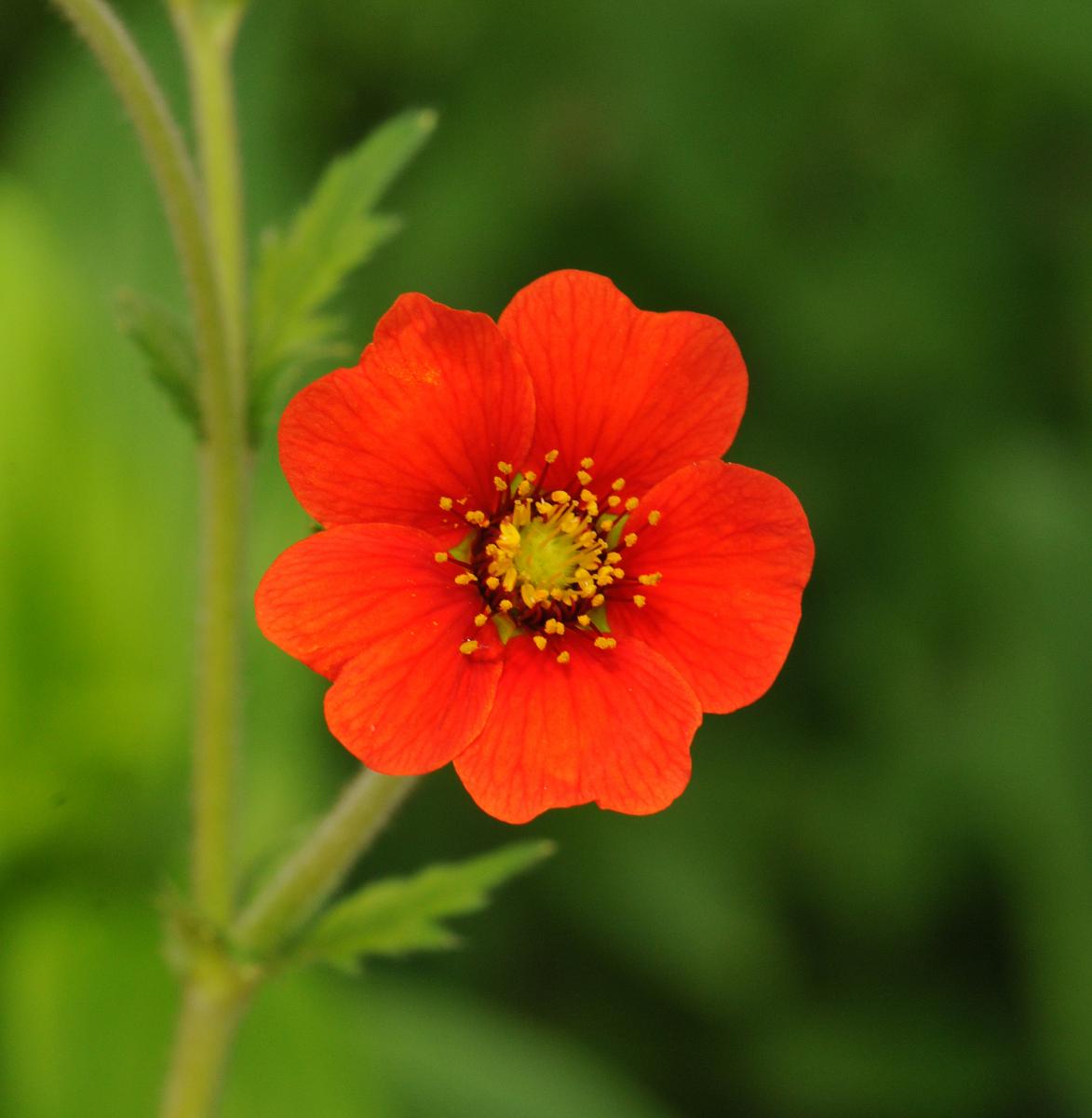 Geum elatum