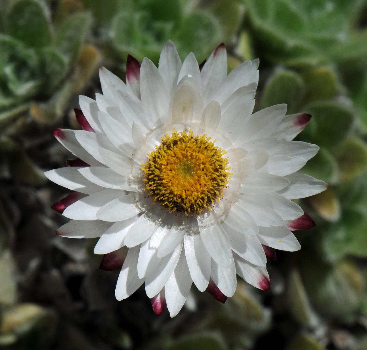 Helichrysum milfordiae; photo by Todd Boland