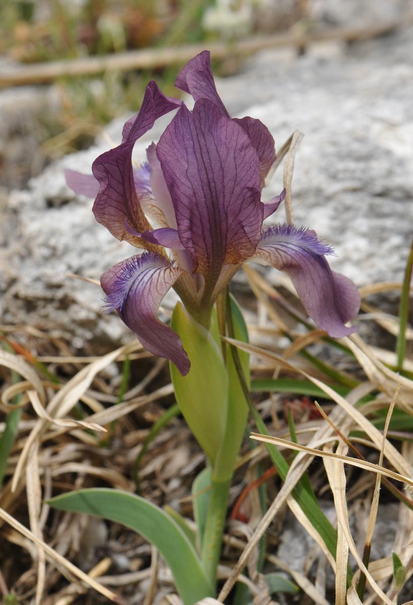 Iris reichenbachii