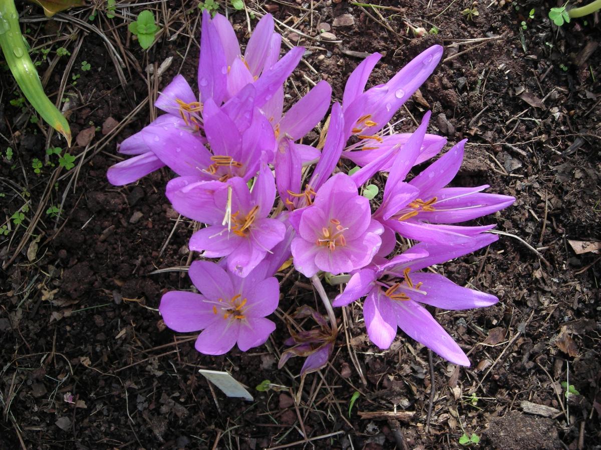 Lavender Colchicum