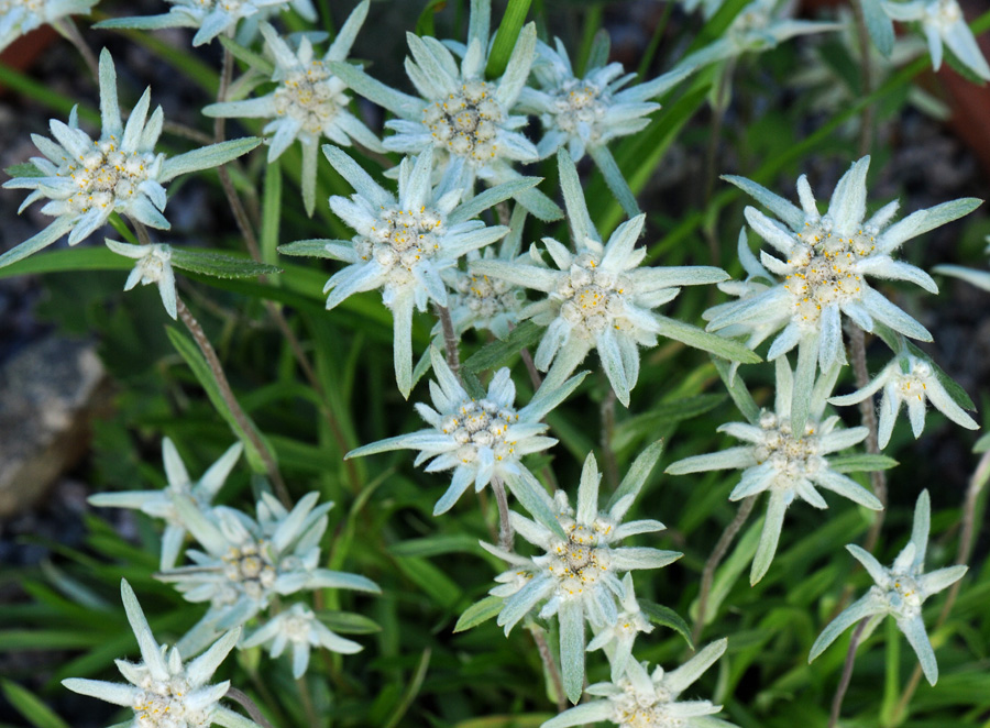 Leontopodium wilsonii; photo by Todd Boland