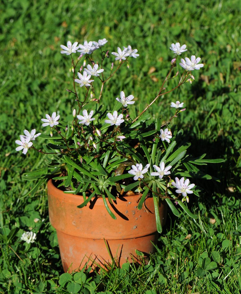 Lewisia columbiana