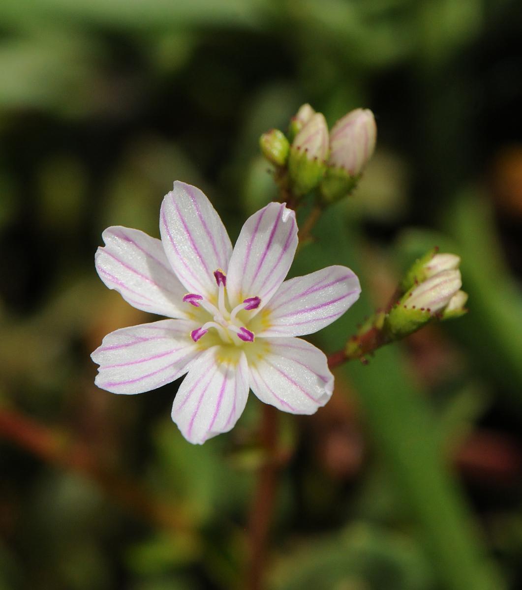 Lewisia columbiana