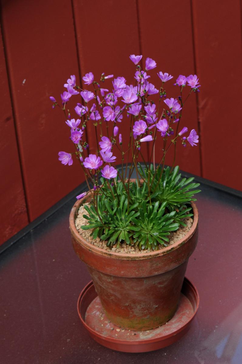 Lewisia columbiana var. rupicola