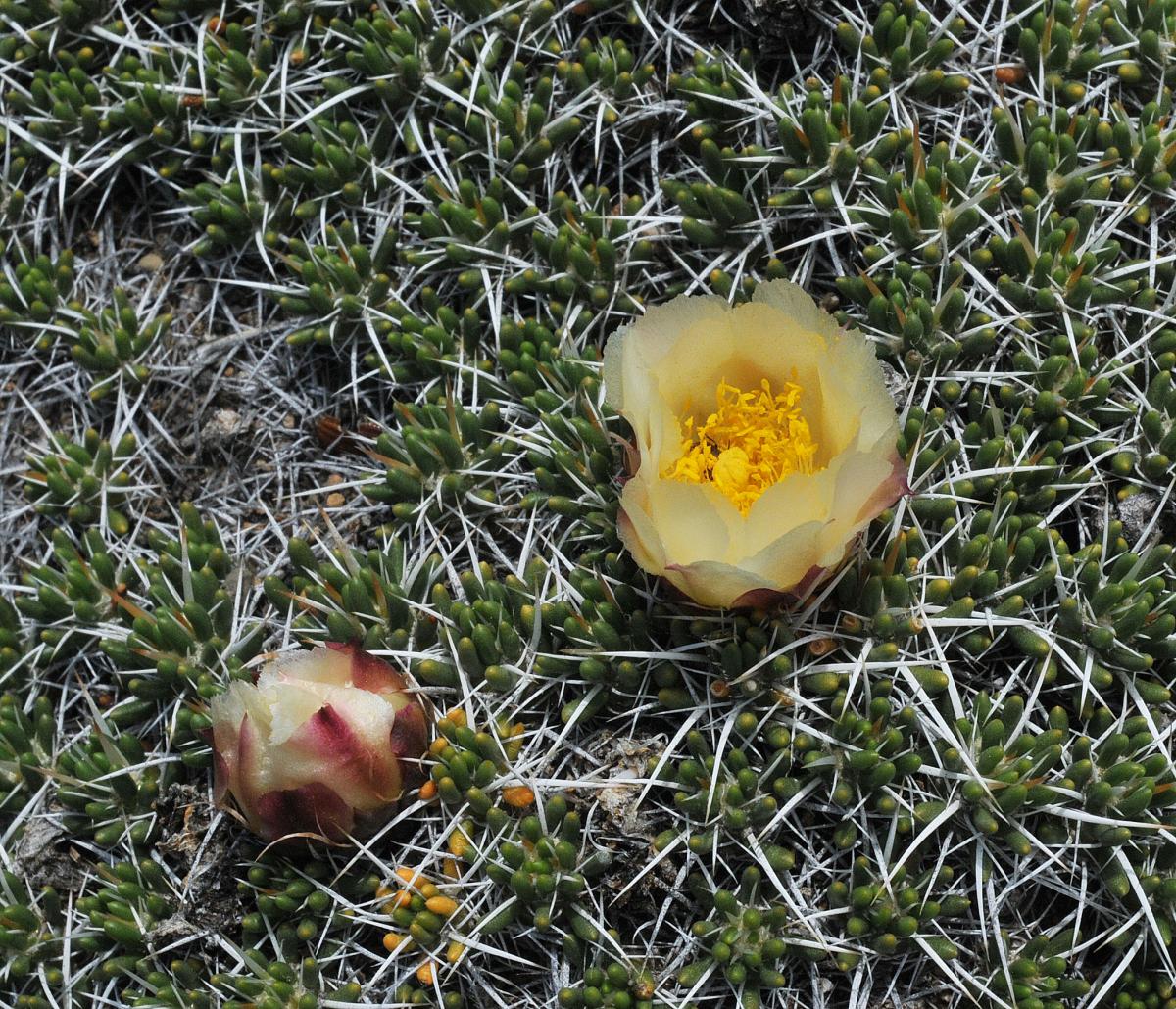 Maihuenia poeppigii