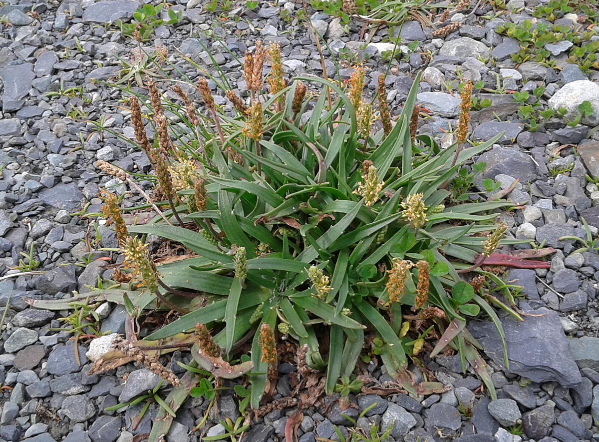 Plantago maritima