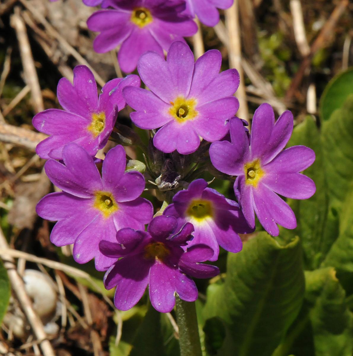 Primula auriculata