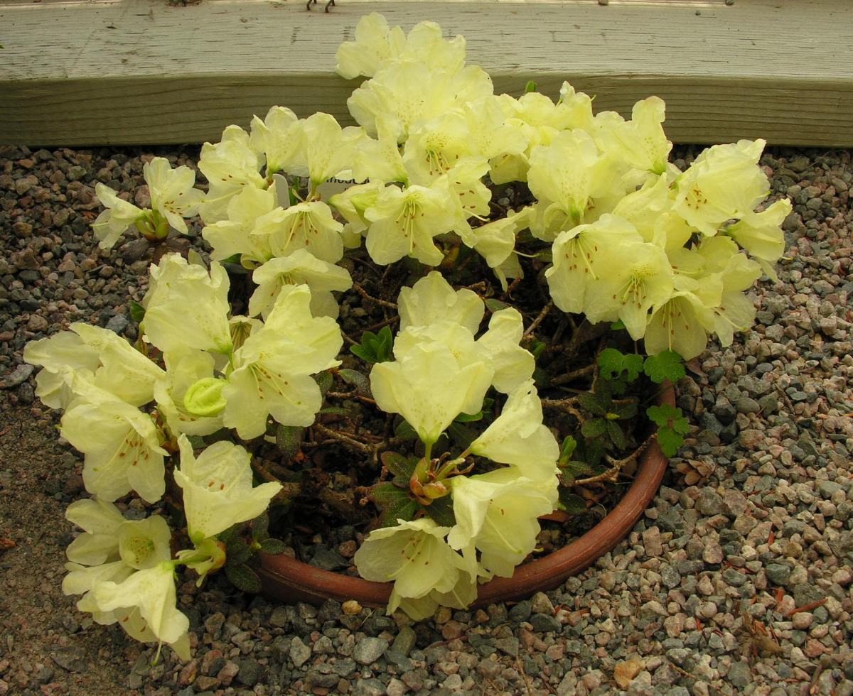 Rhododendron 'Wren'