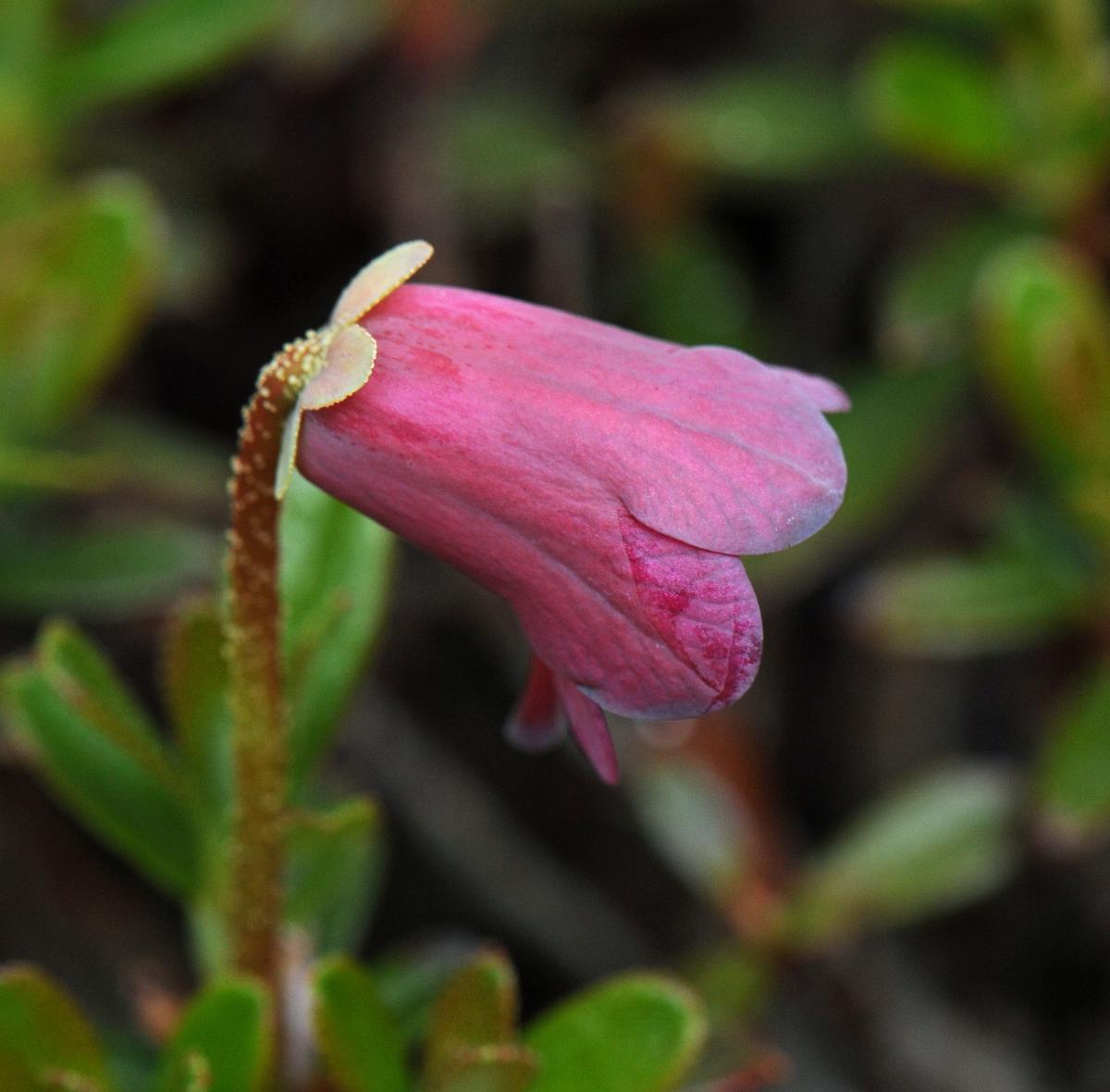 Rhododendron campylogynum