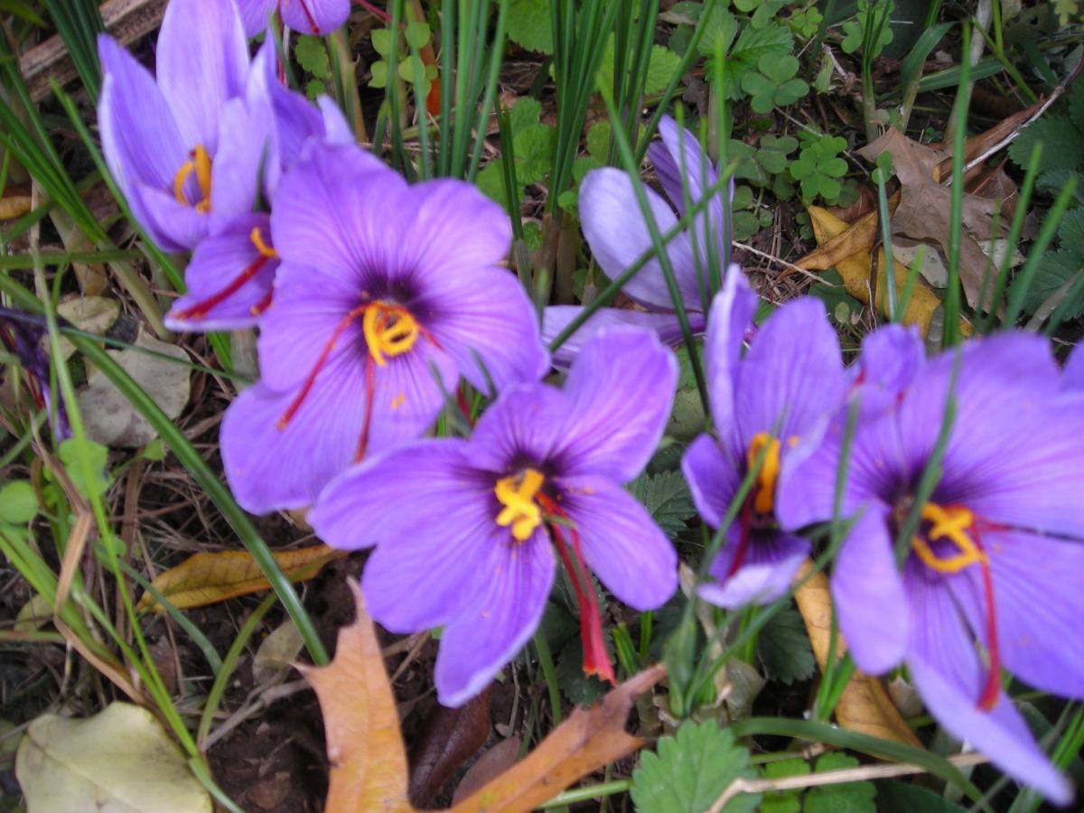 Safron Crocus