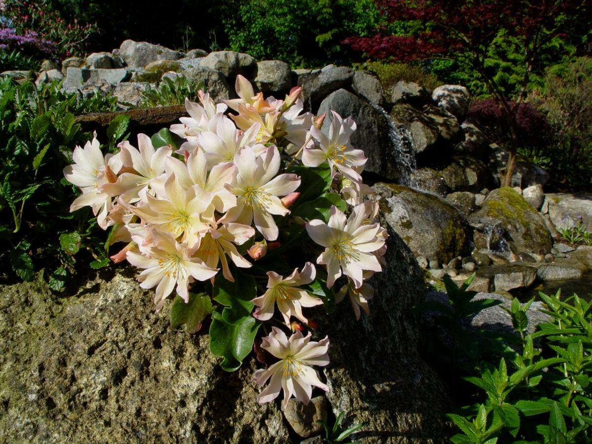 Lewisia tweedyi