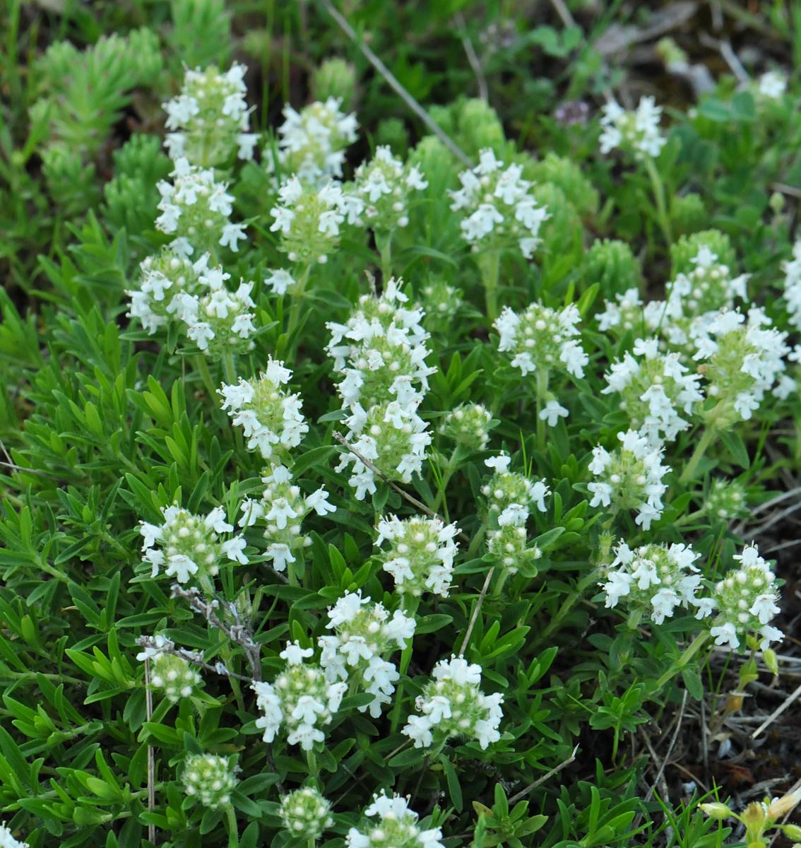 Thymus tiflisiensis var. alba