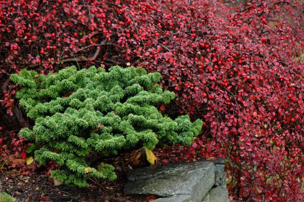 Abies balsamea 'Nana'