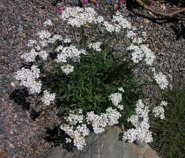 Achillea clavennae; photo by Todd Boland