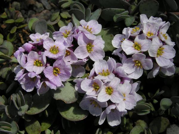 Aethionema oppositifolia; photo by Todd Boland