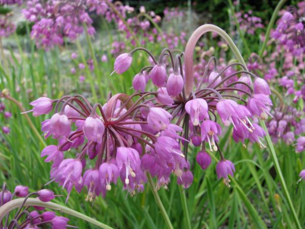 Allium cernuum