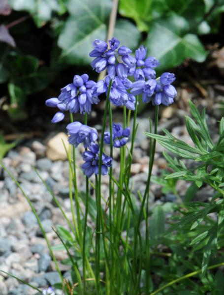 Allium sikkimense; photo by Todd Boland