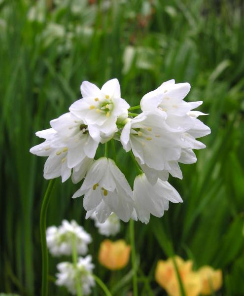 Allium zebdanense