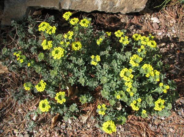 Alyssum wulfenianum