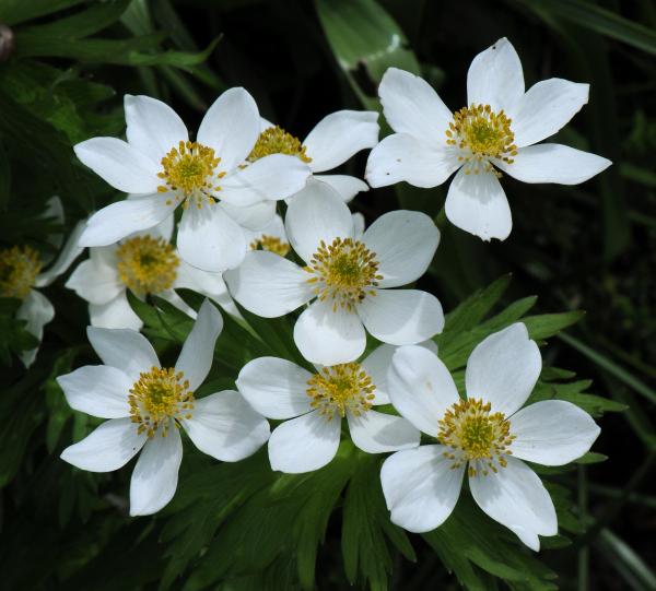 Anemone narcissiflora; photo by Todd Boland