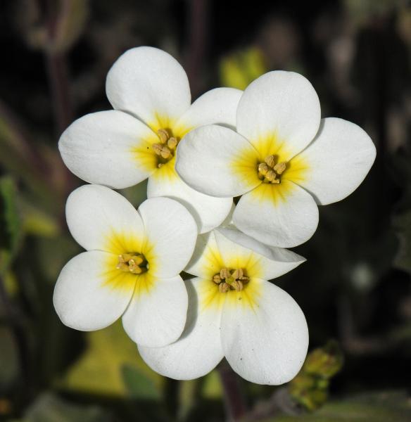 Arabis flaviflora