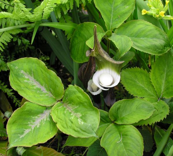 Arisaema sikokianum