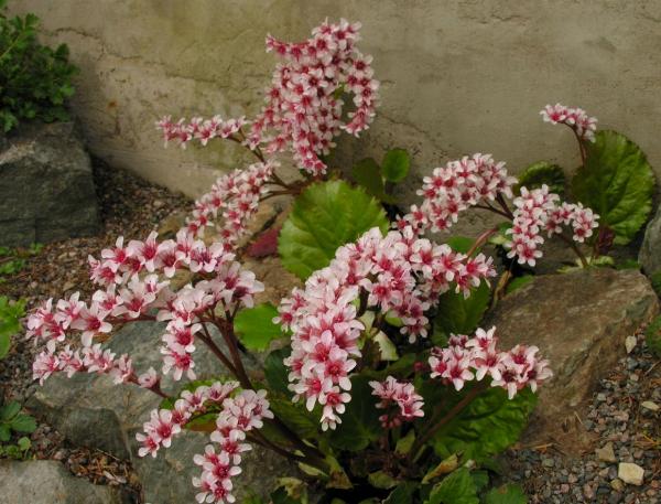 Bergenia ciliata; photo by Todd Boland