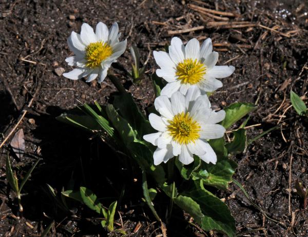 Caltha leptosepala