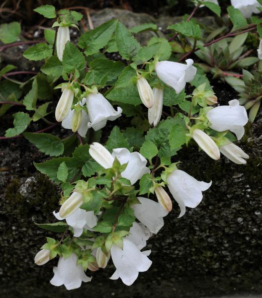 Campanula betulifolia; photo by Todd Boland